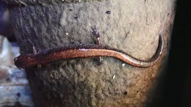 Salamander on rock