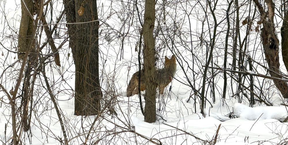 Coyote Brampton 2026. Photo: Dayle Laing
