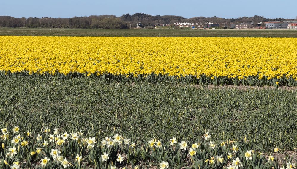 Field of daffodils