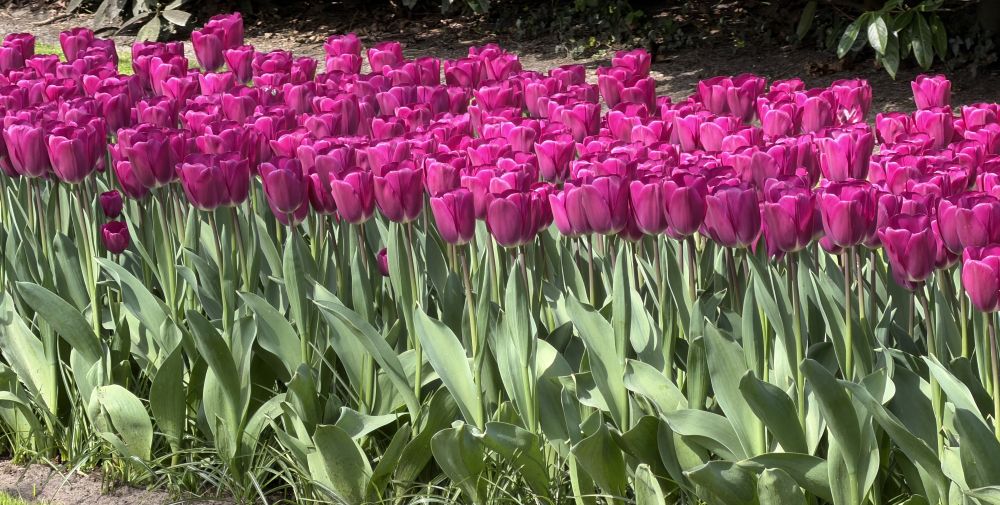 Tulips in Keukenhof Garden